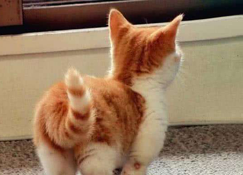 猫咪尾巴为什么没有能碰？