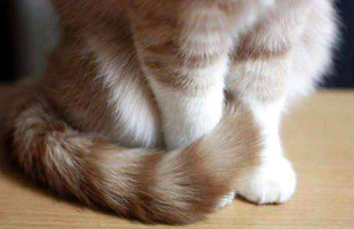 猫咪尾巴为什么没有能碰？