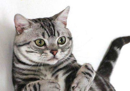 美国银虎斑猫品格何如？