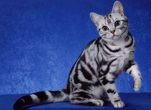 美国银虎斑猫价钱是几？
