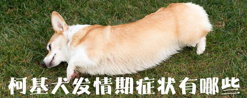 柯基犬发情期症候有哪些