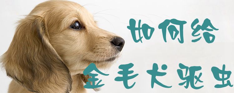 怎么样给金毛犬驱虫1