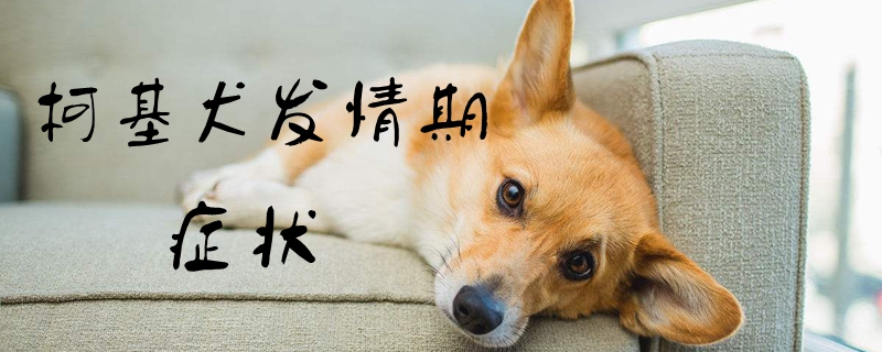 柯基犬发情期症候