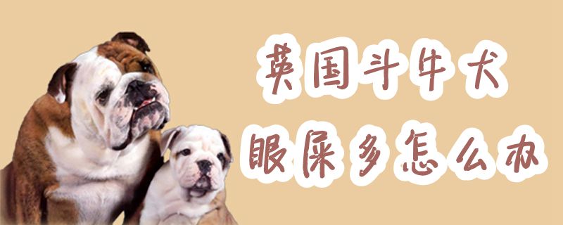 英国斗牛犬眼屎多怎样办