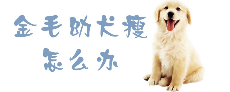 金毛幼犬瘦怎样办1