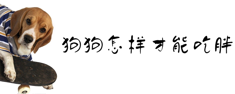 狗狗何如才华吃肥