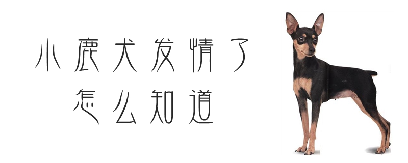 小鹿犬发情了怎样了解