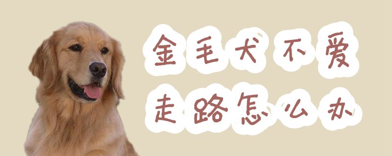 金毛犬不爱步行怎样办