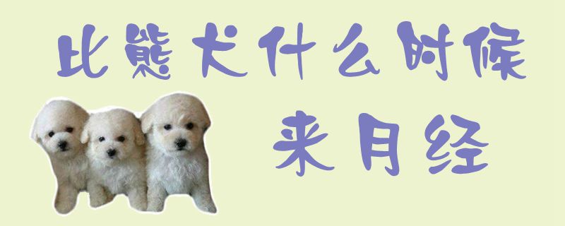 比熊犬什么时间来月信1