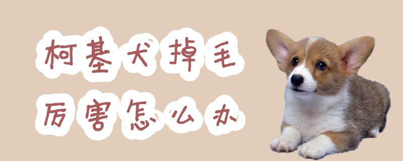 柯基犬掉毛利害怎样办