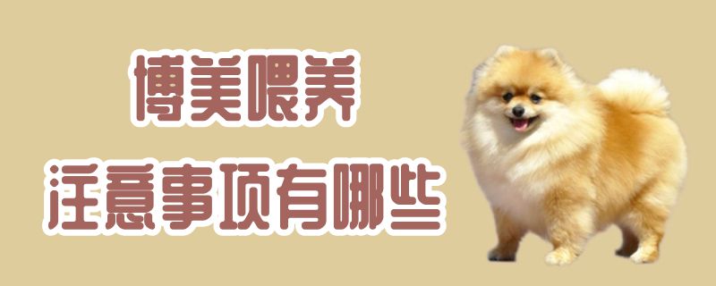 博美豢养注重事项有哪些