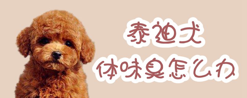 泰迪犬领会臭怎样办