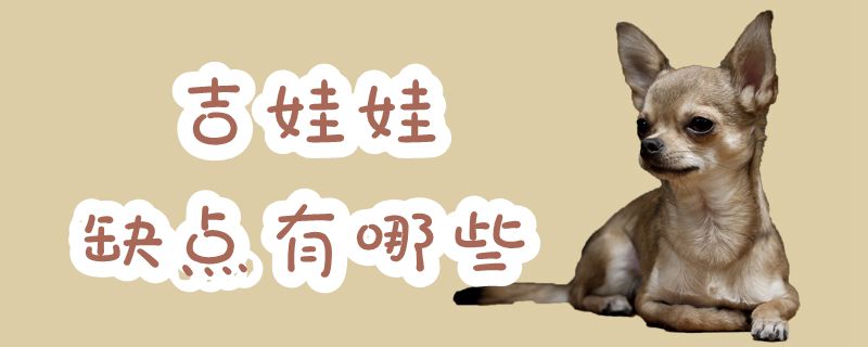 吉娃娃缺陷有哪些