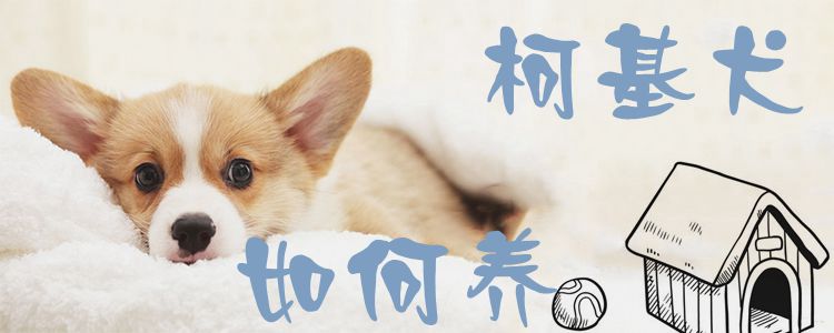 柯基犬怎么样养1