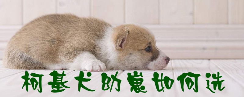 柯基犬幼崽怎么样选1