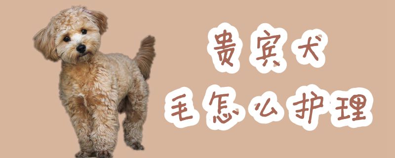 客人犬毛怎样瞅护