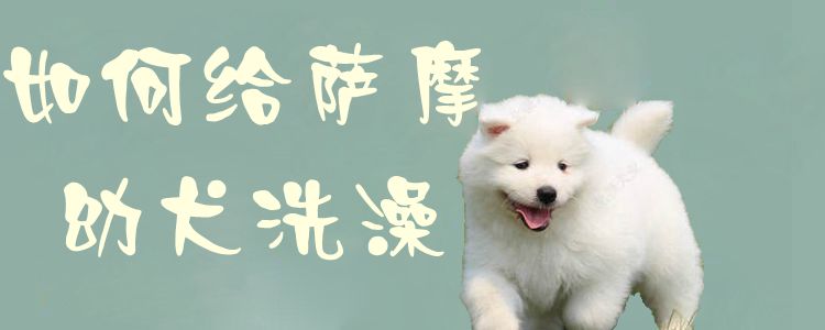 怎么样给萨摩幼犬沐浴1