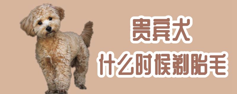 客人犬什么时间剃胎毛