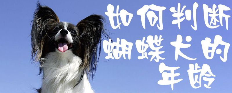 怎么样推断蝴蝶犬的年纪1