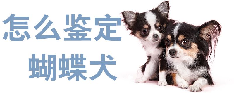 怎样审定蝴蝶犬1