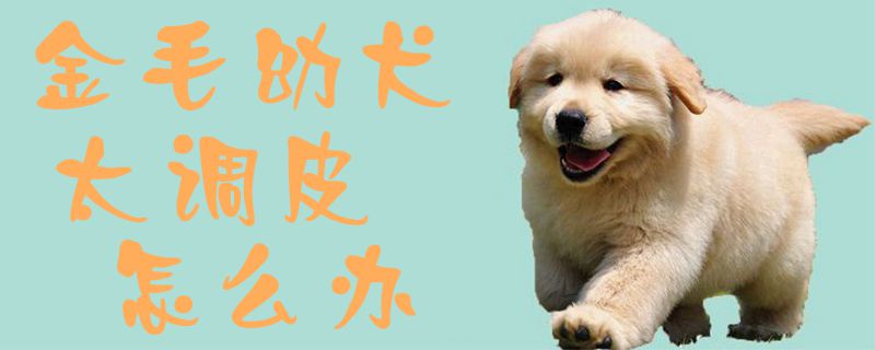 金毛幼犬太顽皮 淘气怎样办1