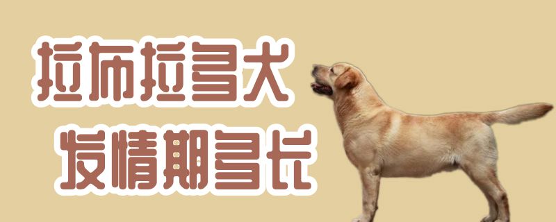 拉布拉多犬发情期多长