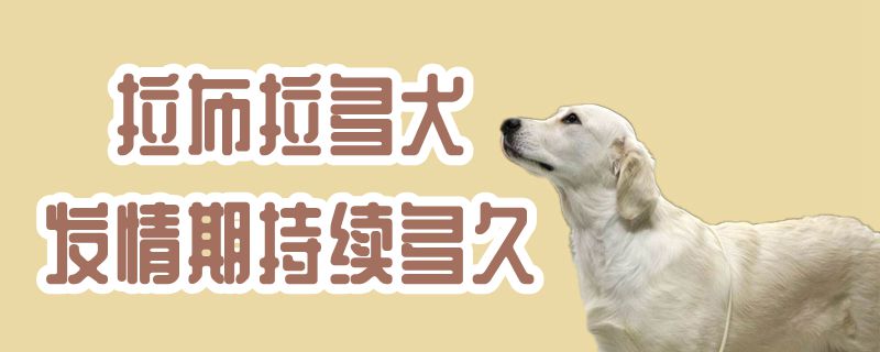 拉布拉多犬发情期继续多久