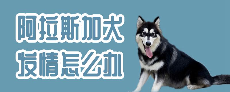 阿拉斯加犬发情怎样办