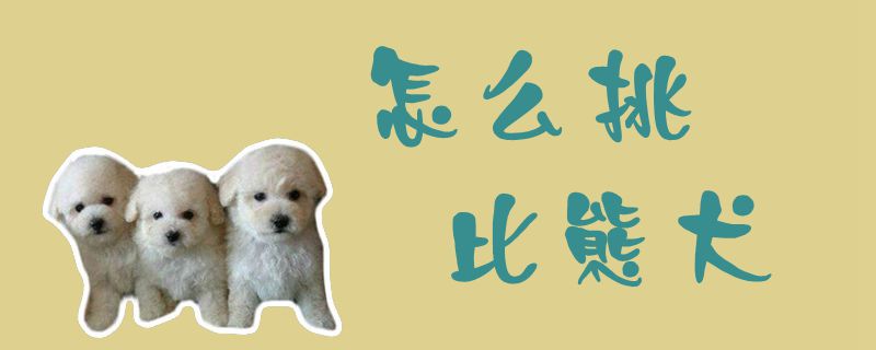 怎样挑比熊犬1