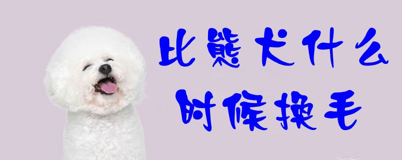 比熊犬什么时间换毛1