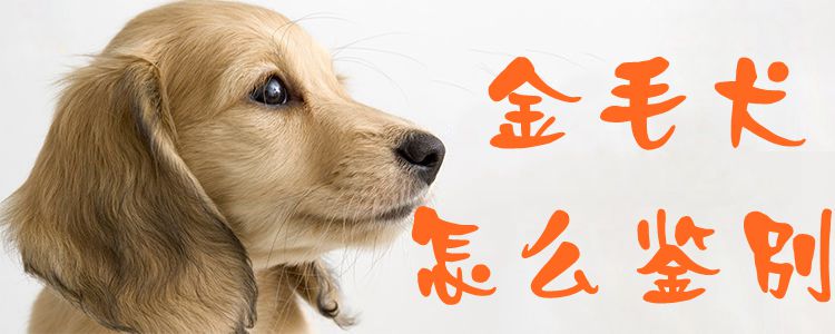 金毛犬怎样辨别1