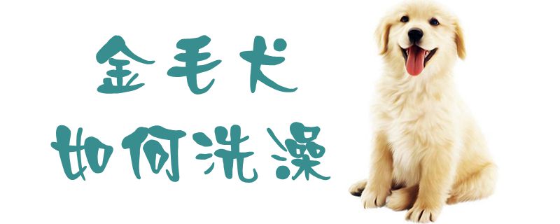 金毛犬怎么样沐浴1