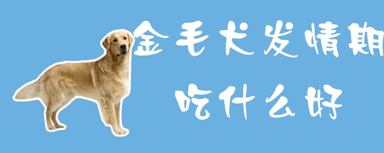 金毛犬发情期吃什么佳1