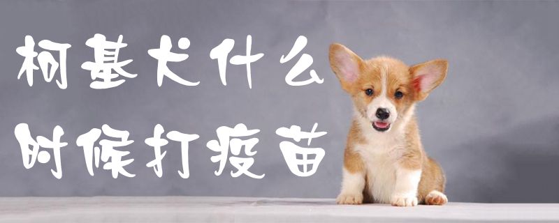 柯基犬什么时间挨疫苗1