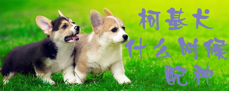 柯基犬什么时间配种1