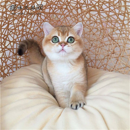 宠物猫怎样样？怎样样采用布偶猫？