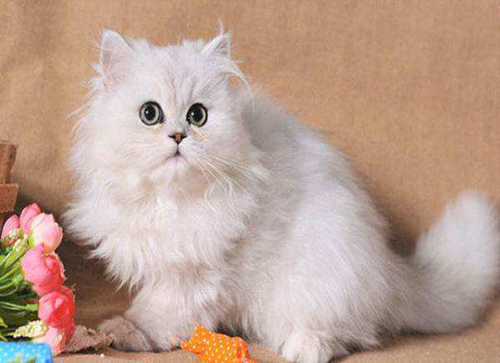 别焦躁：宠主养猫选建的4个宠物猫豢养佳办法！