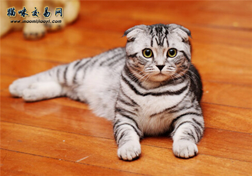 猫咪行情：广州布偶猫价钱比其余宠物猫贵吗？