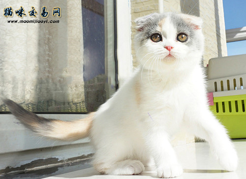 广东宠物猫行情：加菲猫几钱？