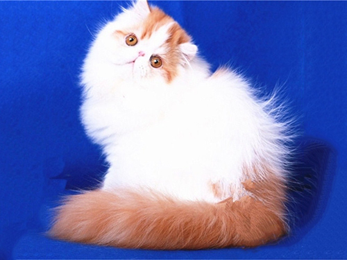 最粘人的猫？便是这只美国短毛猫！