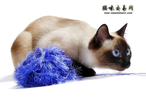 上海正轨布偶猫舍吻合哪些前提？