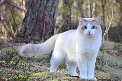 宠物猫新闻：兰州首家猫咪专物7月来袭，养猫人的骄气。