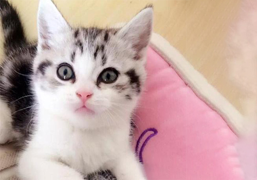 天津加菲猫价钱一只几钱？