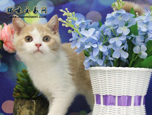 江苏纯种宠物猫种类别国短毛猫价钱一只几钱？