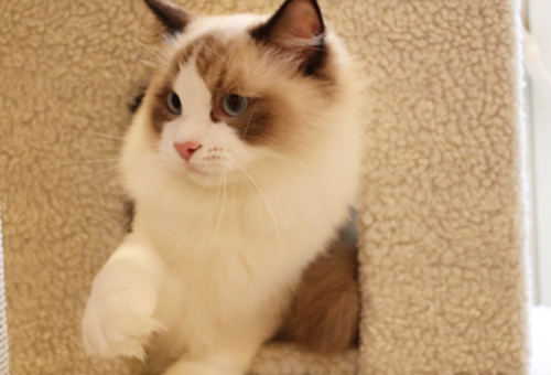 杭州布偶猫和英短蓝猫价钱分离是几？