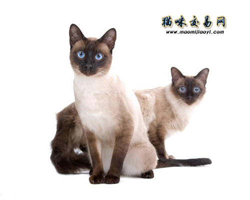 杭州纯种猫咪博卖店宠物猫价钱几钱？