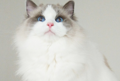 西安纯种三个月的英短蓝猫价钱几钱？