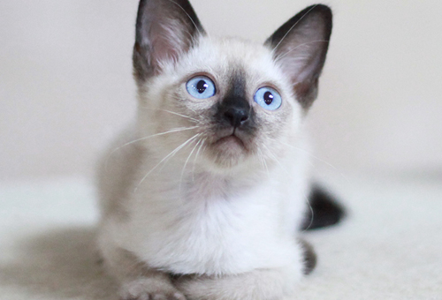 辽宁购置一只纯种的布偶猫的价钱须要几钱？