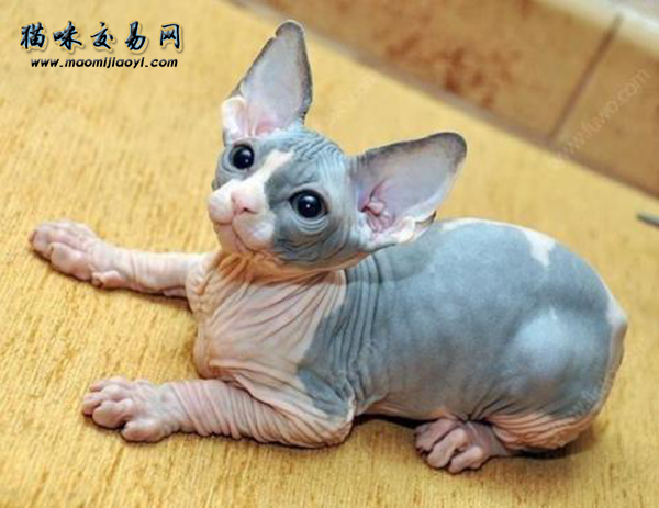 上海纯种加菲猫一只几钱？