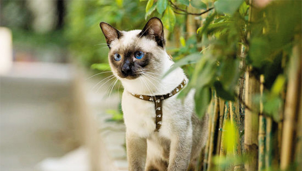 2020年北京纯种暹罗猫价钱几钱？